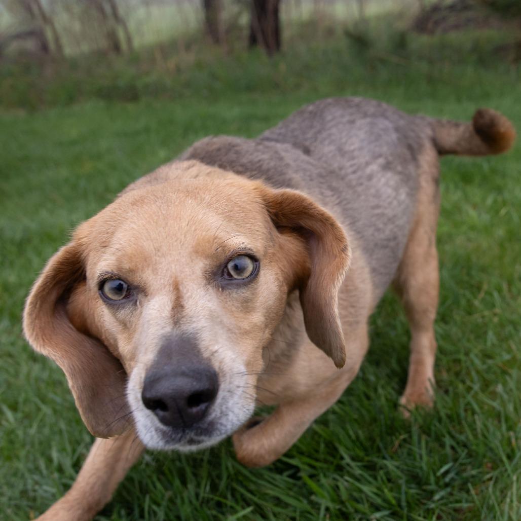 Enlarge Ollie, a Adoptable mixed breed in Erie, PA image 3/6