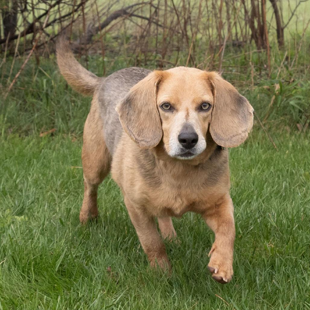 Enlarge Ollie, a Adoptable mixed breed in Erie, PA image 4/6