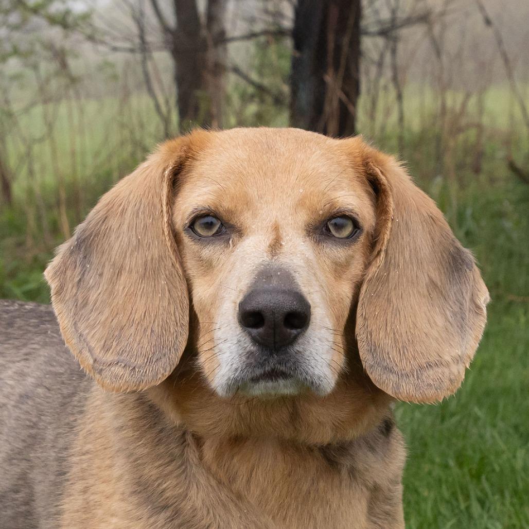 Enlarge Ollie, a Adoptable mixed breed in Erie, PA image 5/6