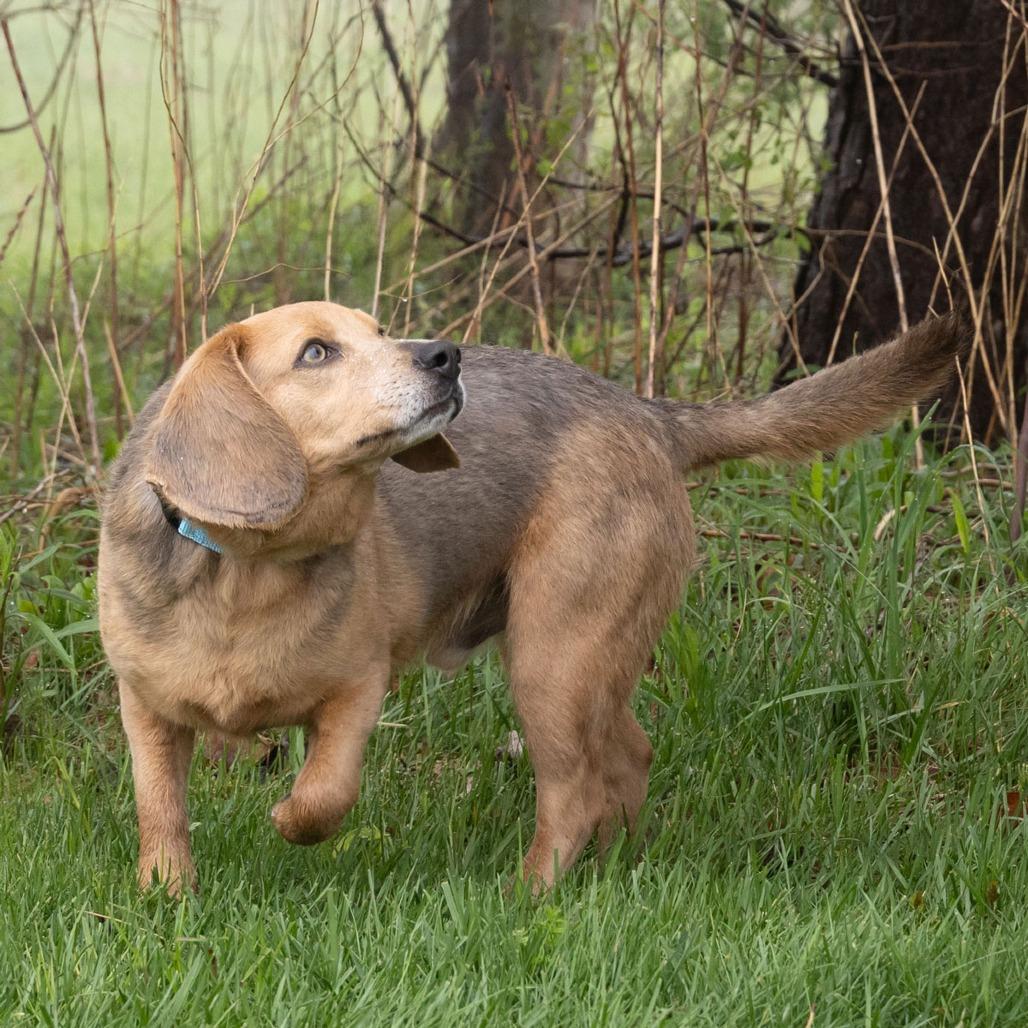 Enlarge Ollie, a Adoptable mixed breed in Erie, PA image 6/6