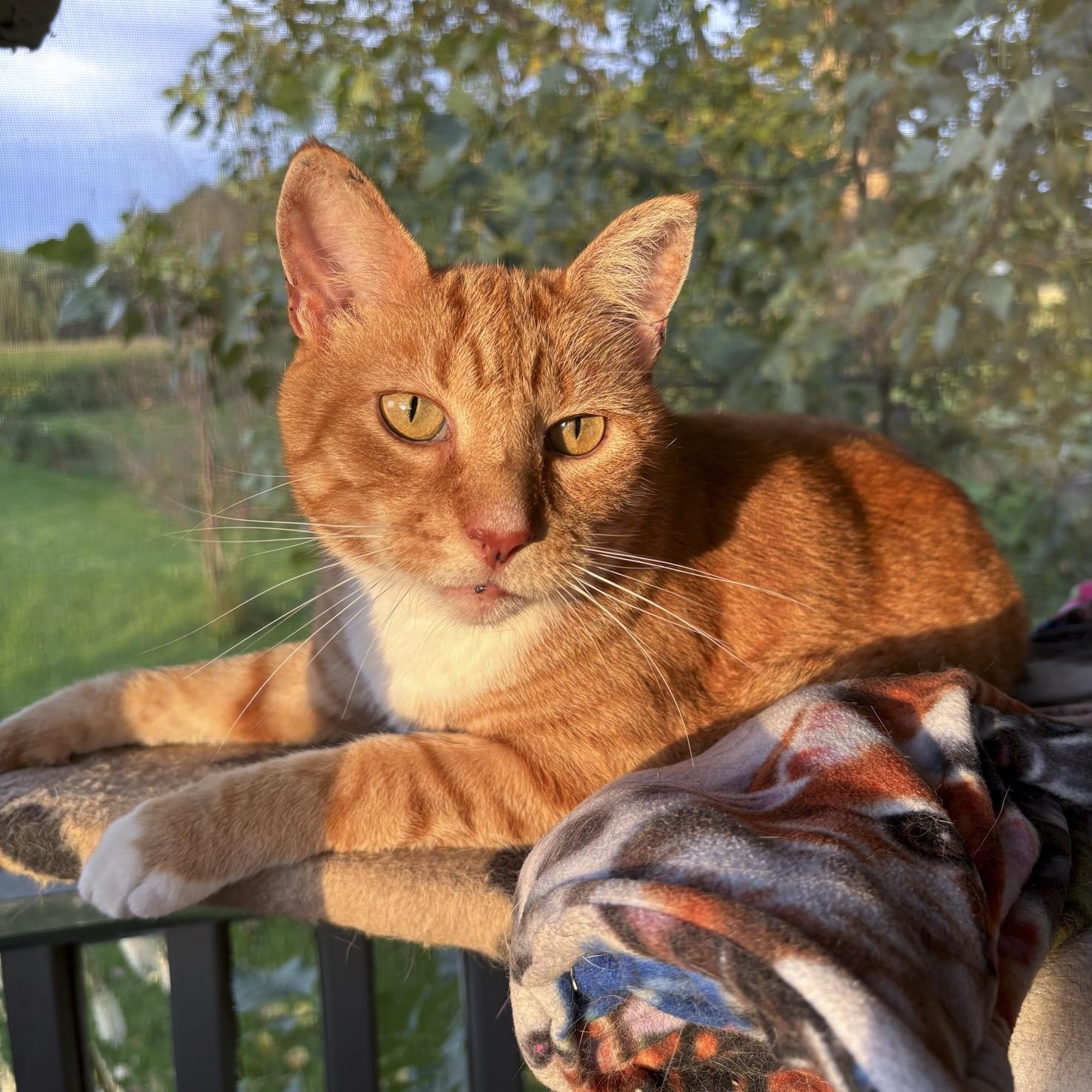Enlarge Sonny, a Adoptable Domestic Short Hair in Lone rock, WI image 1/2