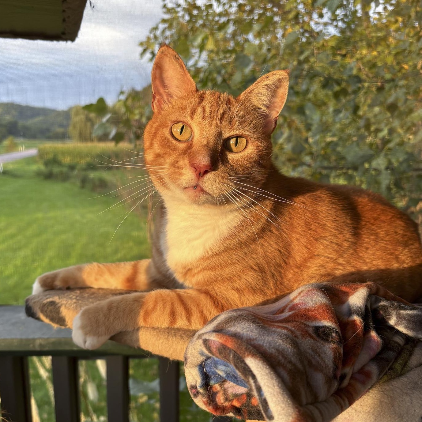 Enlarge Sonny, a Adoptable Domestic Short Hair in Lone rock, WI image 2/2