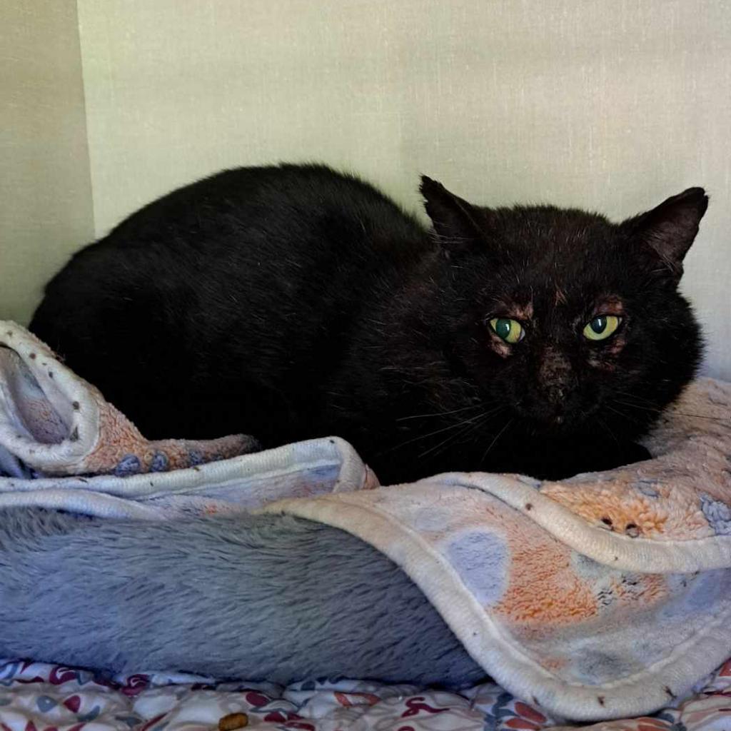 Enlarge Severus Snape, a Adoptable mixed breed in Conway, NH image 1/2