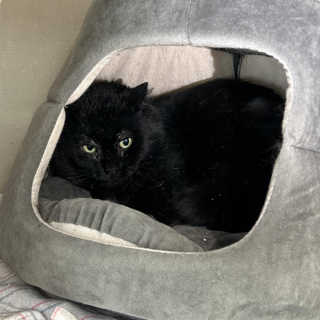 Enlarge Severus Snape, a Adoptable mixed breed in Conway, NH image 2/6