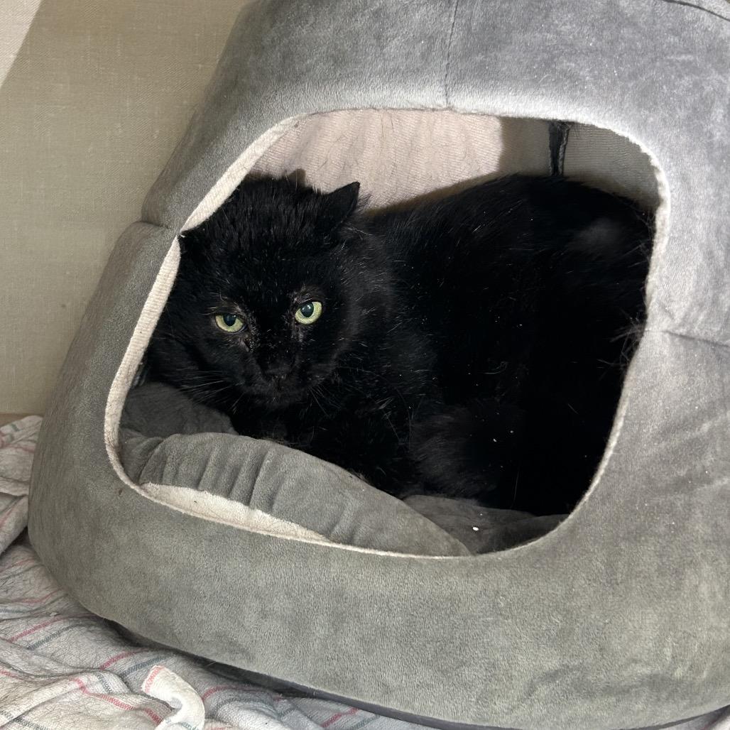 Enlarge Severus Snape, a Adoptable mixed breed in Conway, NH image 3/6