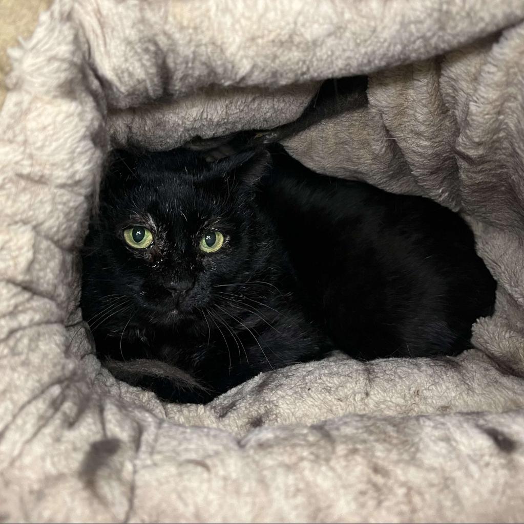 Enlarge Severus Snape, a Adoptable mixed breed in Conway, NH image 2/2