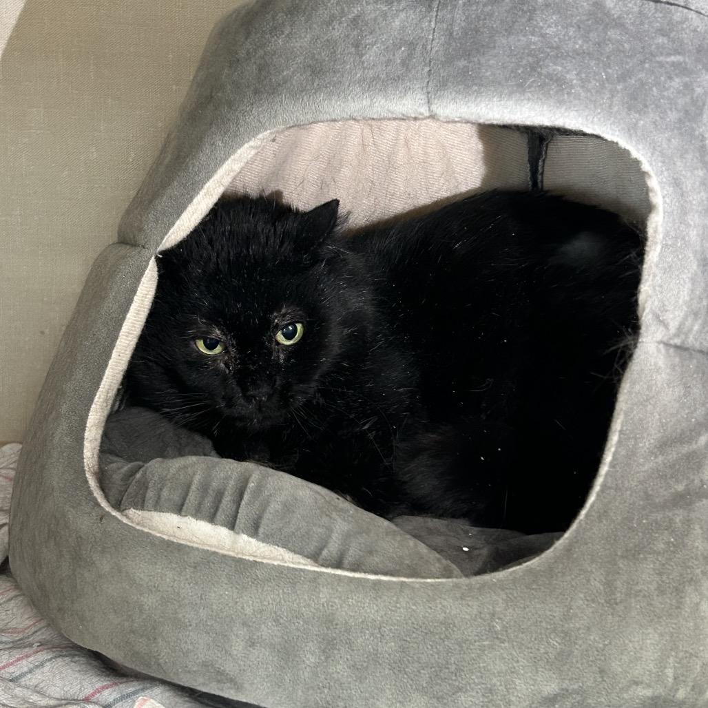 Enlarge Severus Snape, a Adoptable mixed breed in Conway, NH image 5/6