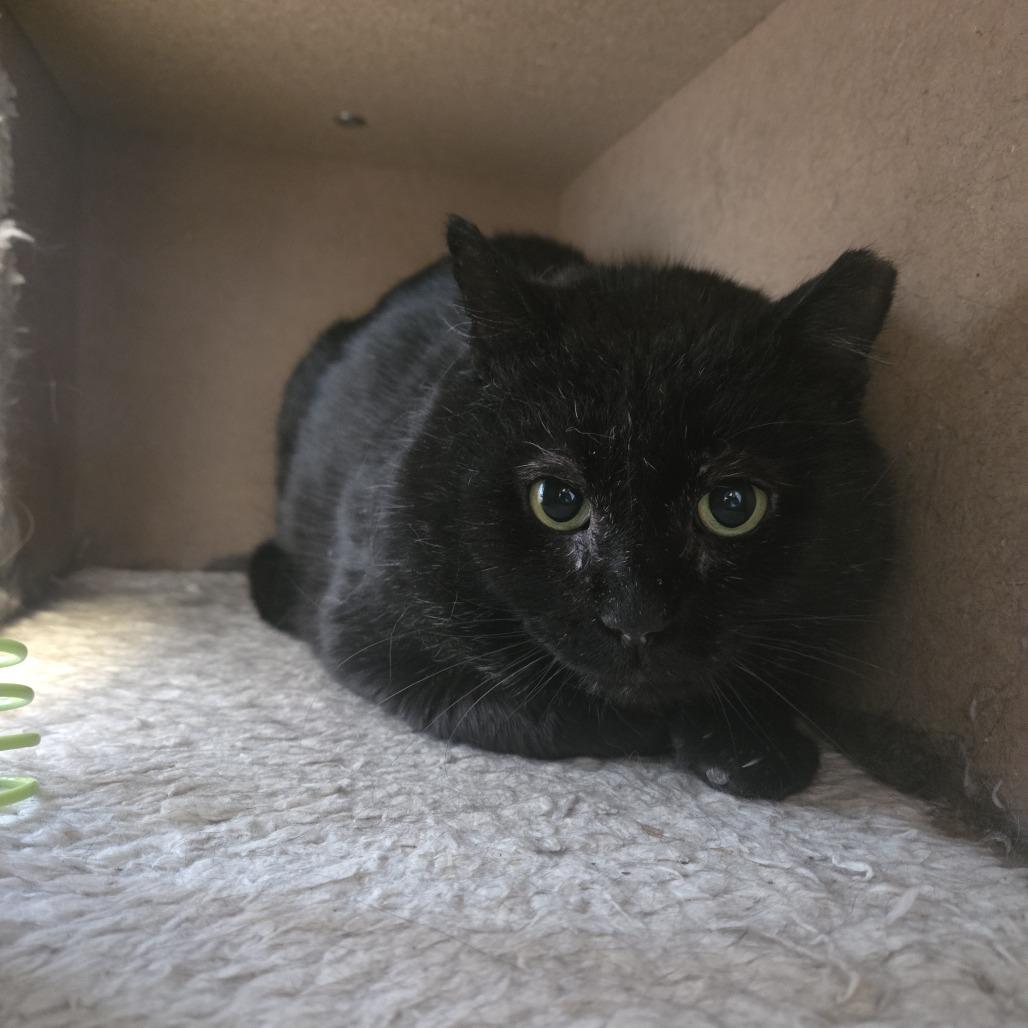 Enlarge Severus Snape, a Adoptable mixed breed in Conway, NH image 6/6