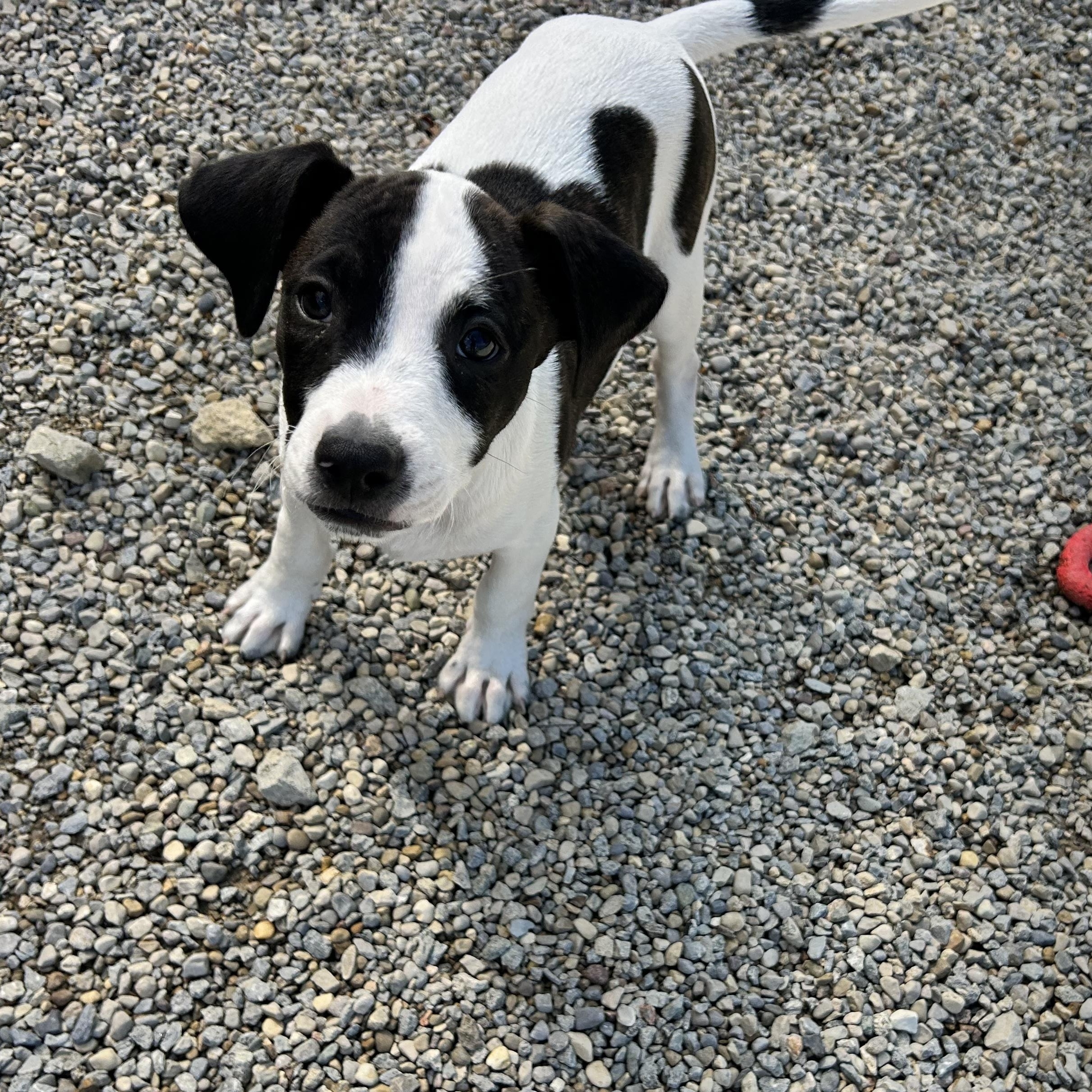 Enlarge .OREO-URGENT, a Adopted mixed breed in Wilmington, OH image 2/6