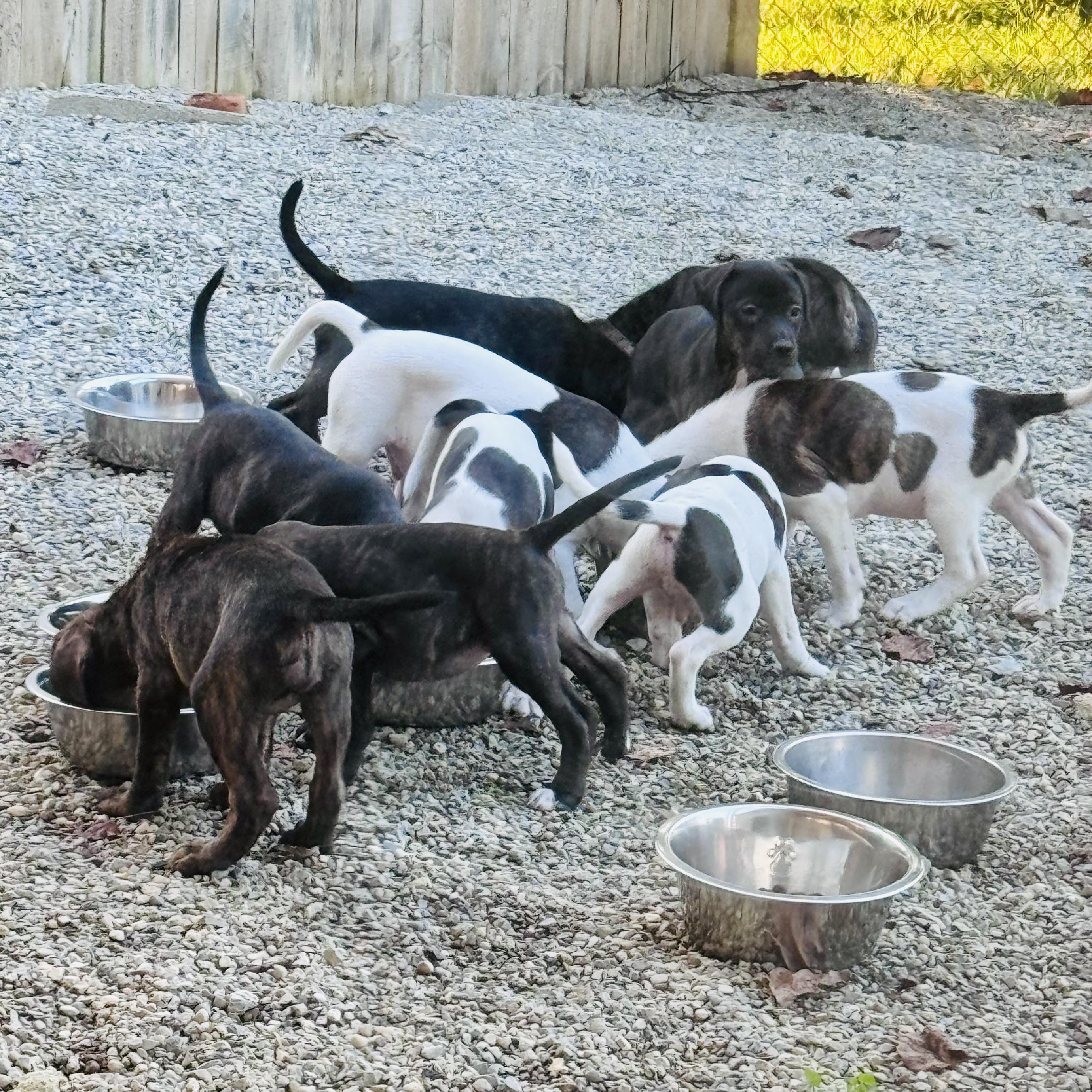 Enlarge .OREO, a Adoptable mixed breed in Wilmington, OH image 3/3
