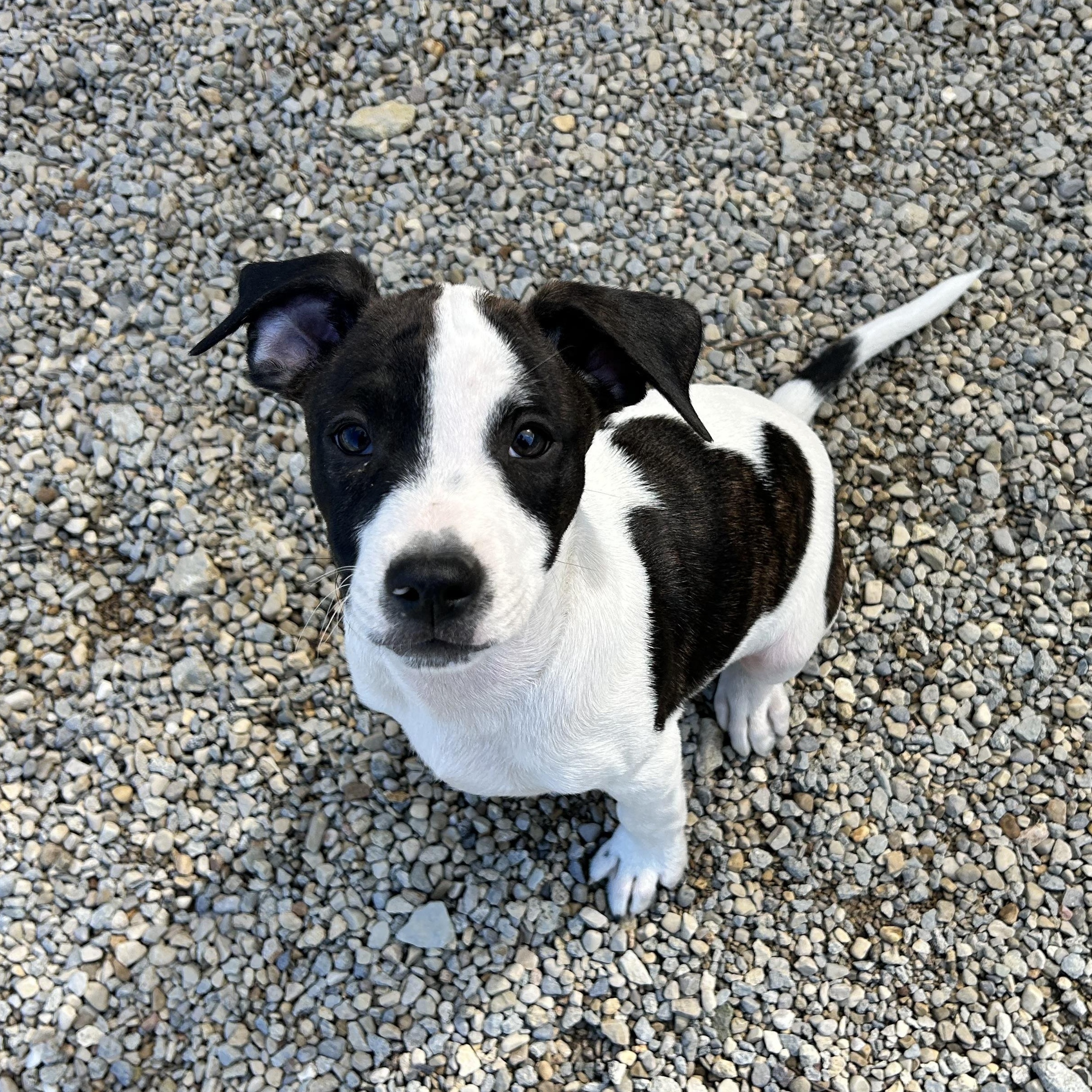 Enlarge .OREO-URGENT, a Adopted mixed breed in Wilmington, OH image 3/6