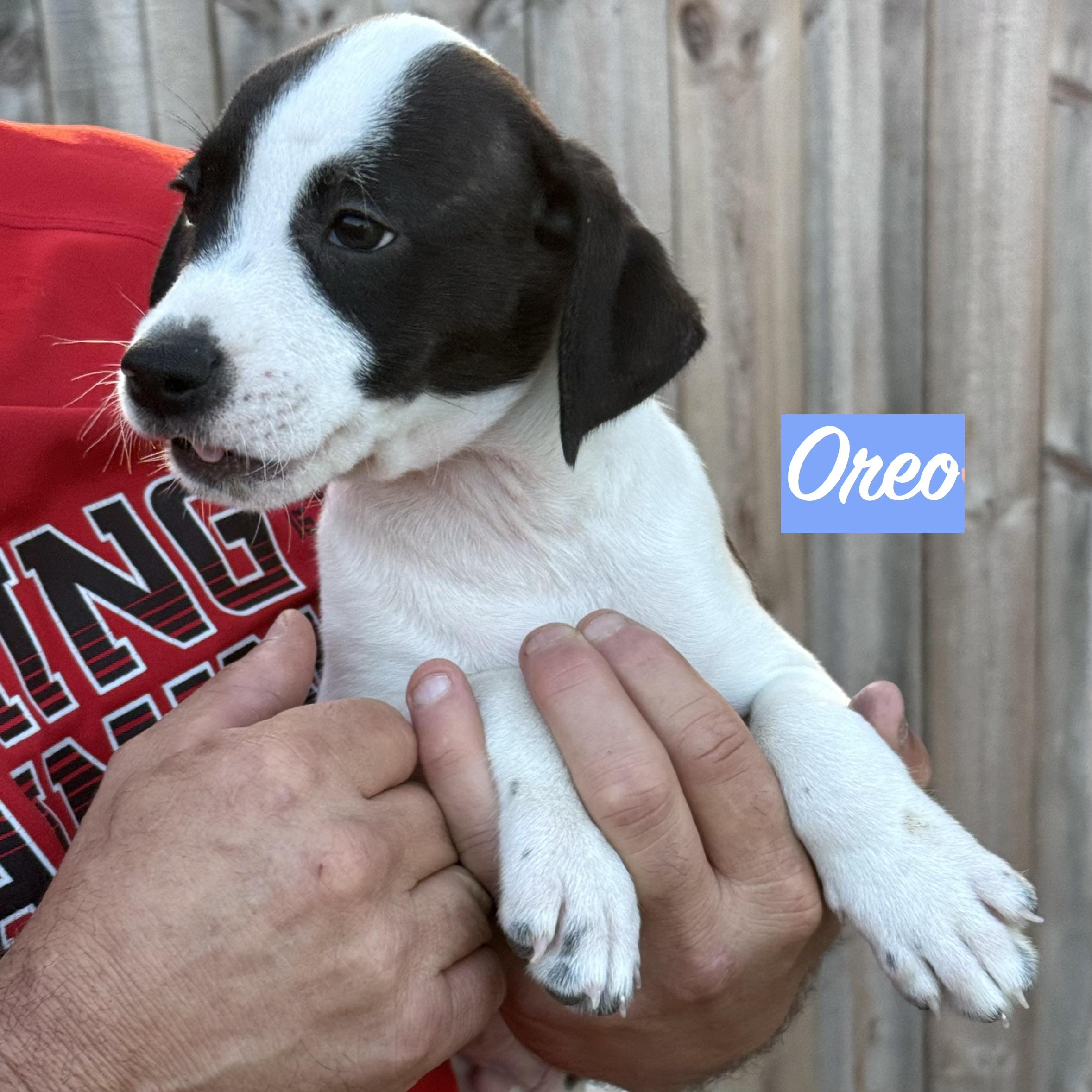 Enlarge .OREO, a Adoptable mixed breed in Wilmington, OH image 2/3