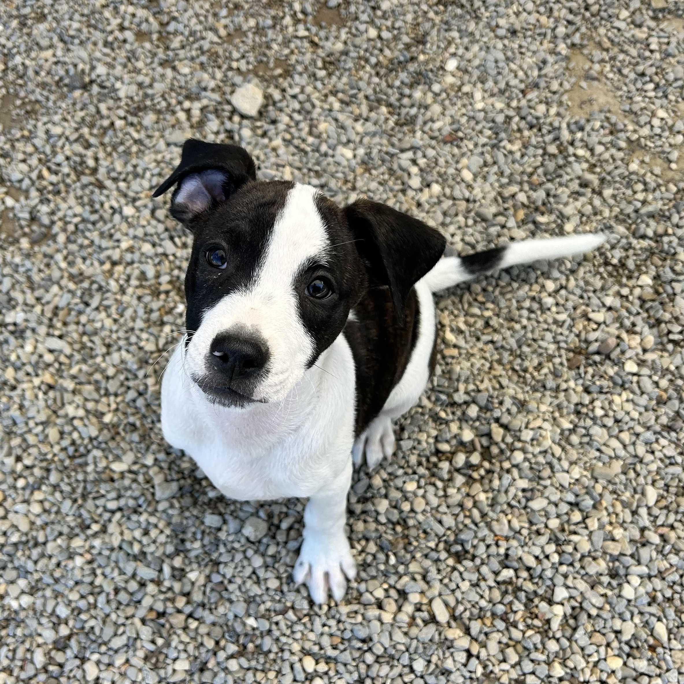Enlarge .OREO-URGENT, a Adopted mixed breed in Wilmington, OH image 1/6