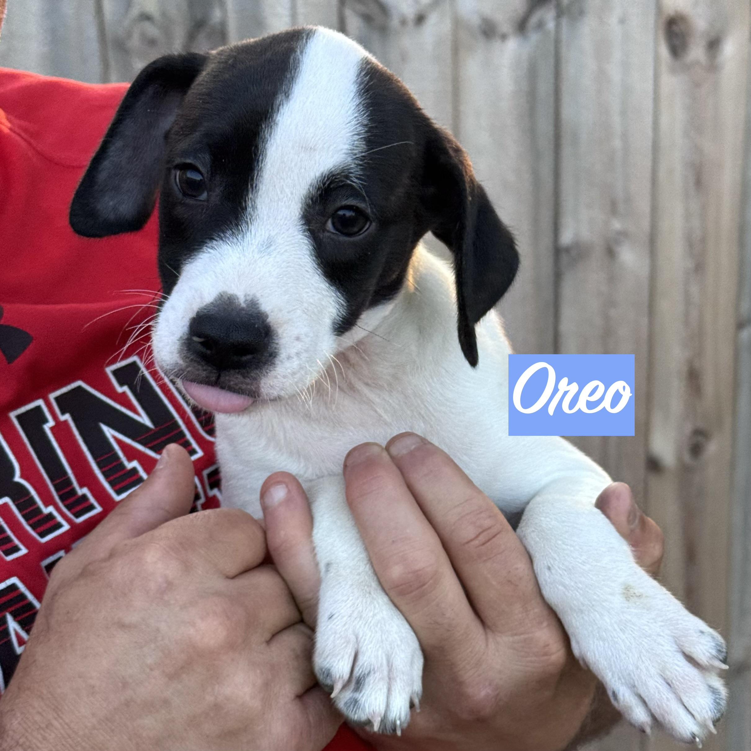 .OREO, Adoptable, Puppy Male Boxer & Pit Bull Terrier.