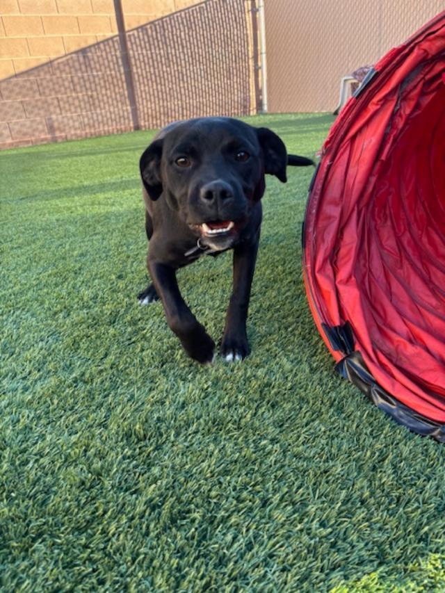 Wally, a ADOPTABLE mixed breed in Mesquite, NV image 3/5