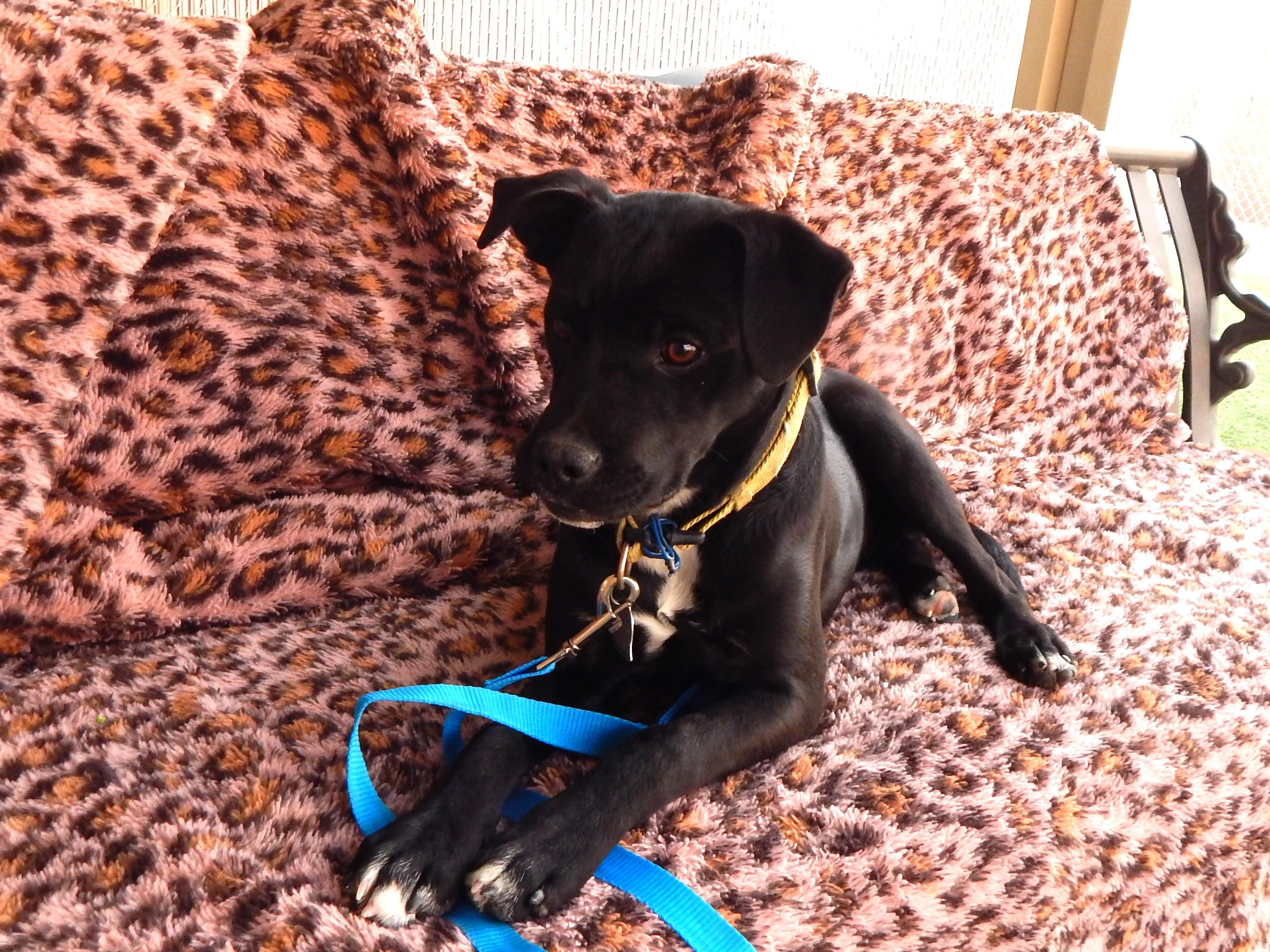 Wally, a ADOPTABLE mixed breed in Mesquite, NV image 1/5