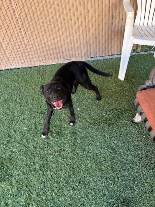 Wally, a ADOPTABLE mixed breed in Mesquite, NV image 4/5