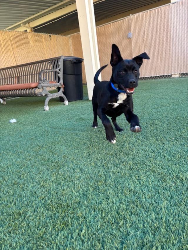 Wally, a ADOPTABLE mixed breed in Mesquite, NV image 2/5