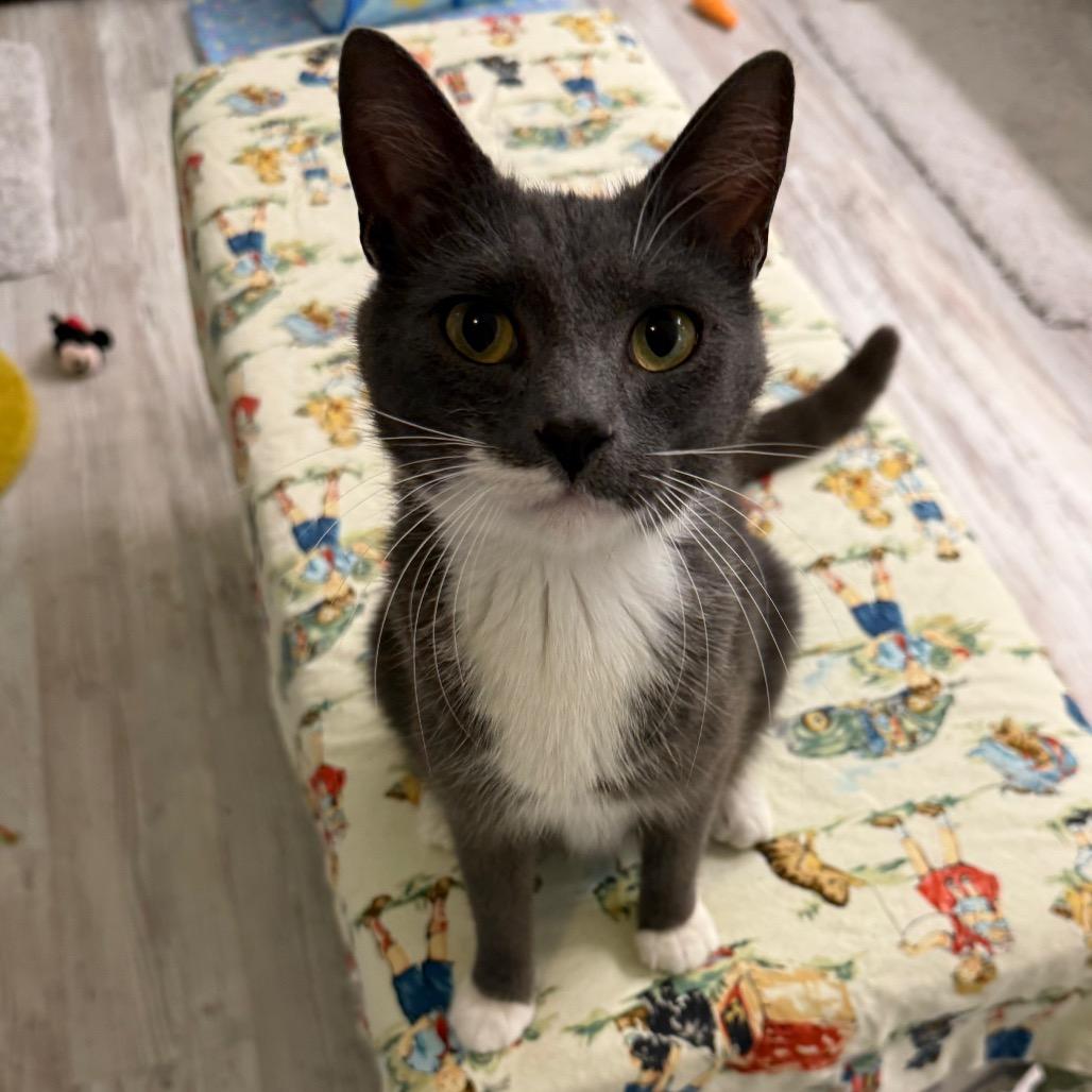 Brook, Adoptable, Young Female Domestic Short Hair.