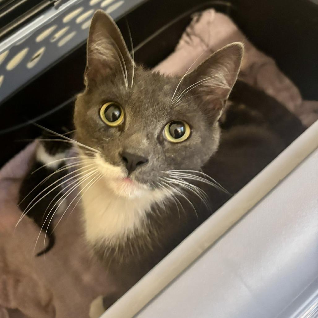 Brook, a Adoptable Domestic Short Hair in Orangevale, CA image 2/2