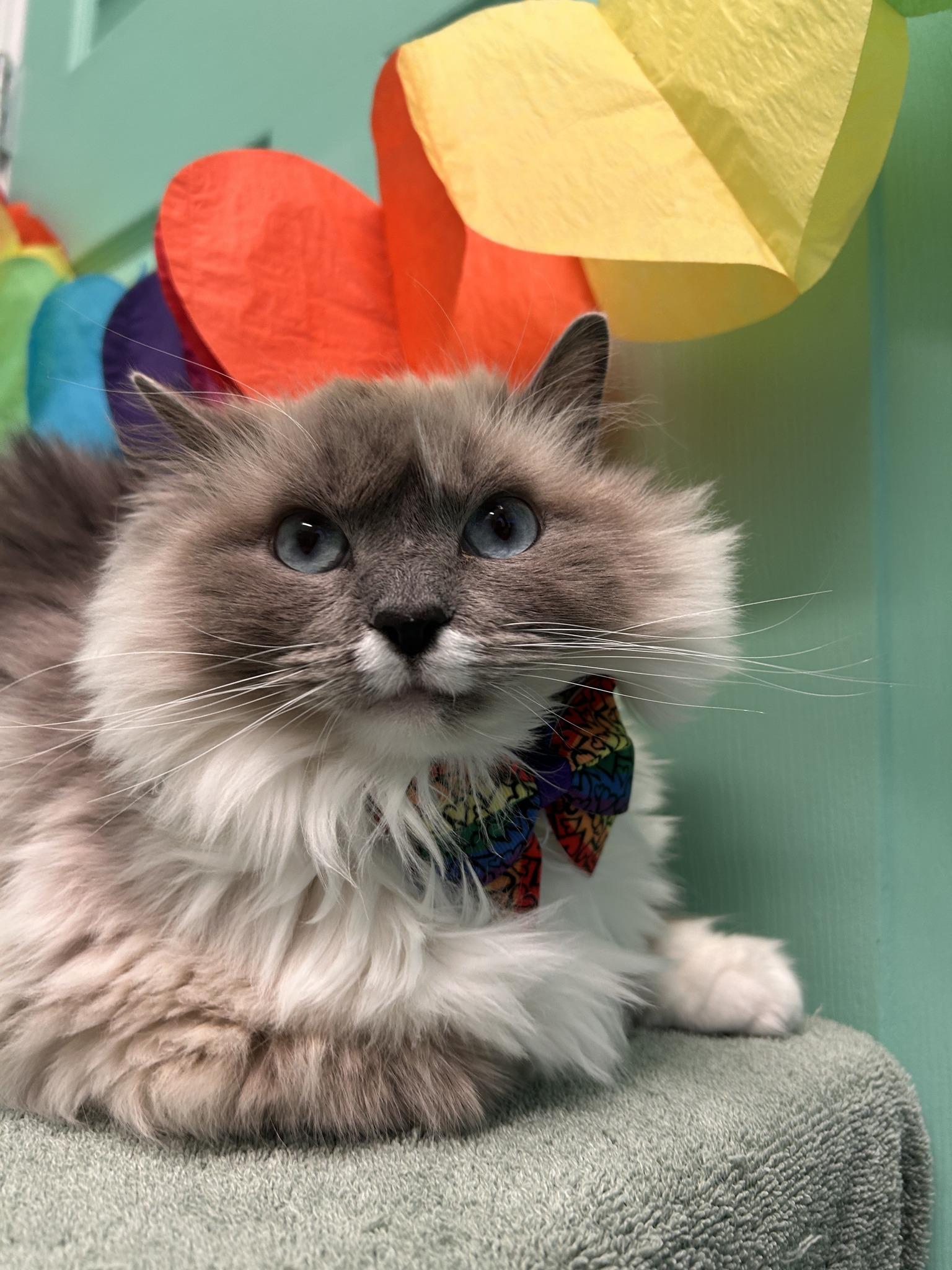 Sky, an adoptable Siamese in Drumheller, AB, T0J 0Y0 | Photo Image 1
