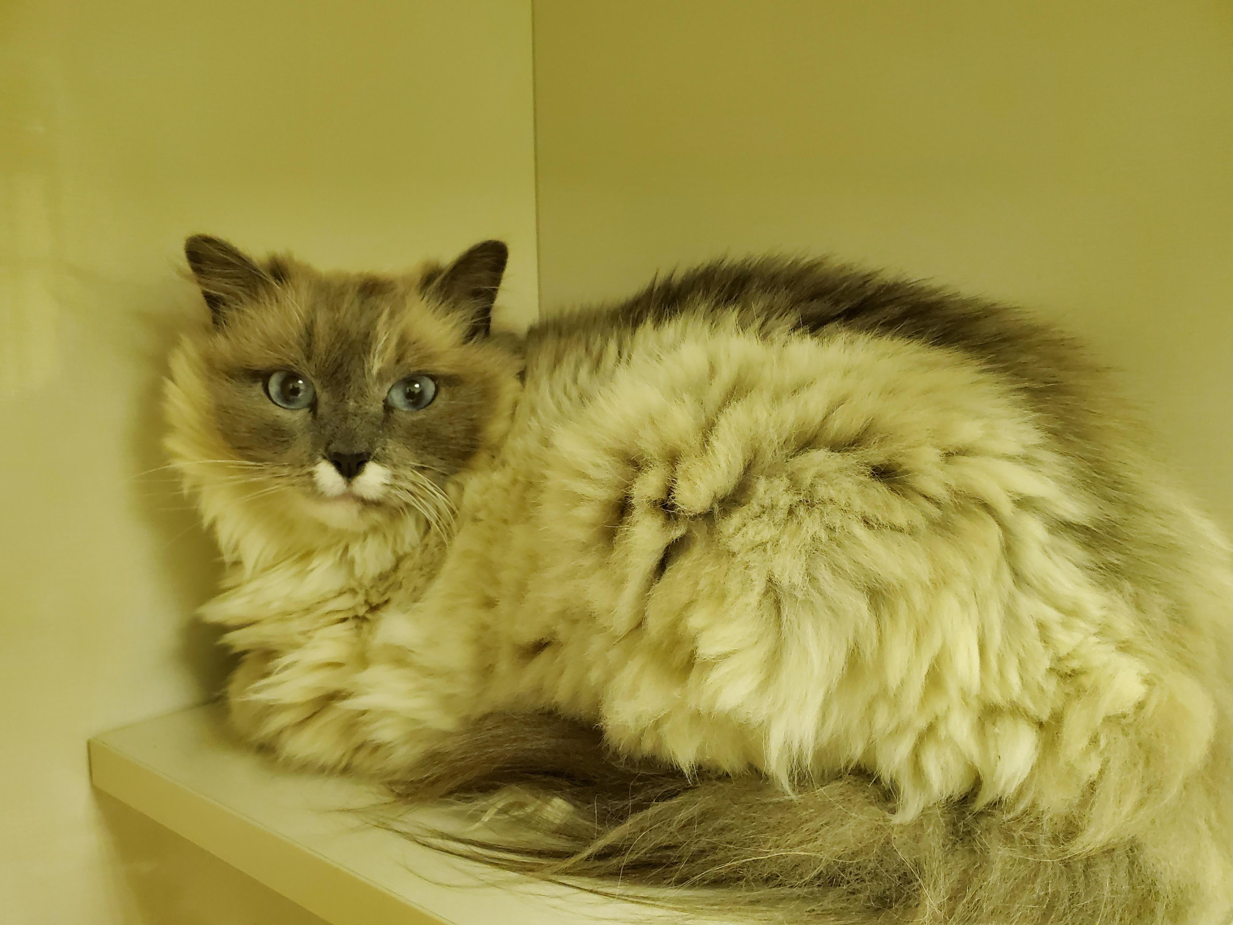 Sky, an adoptable Siamese in Drumheller, AB, T0J 0Y0 | Photo Image 2