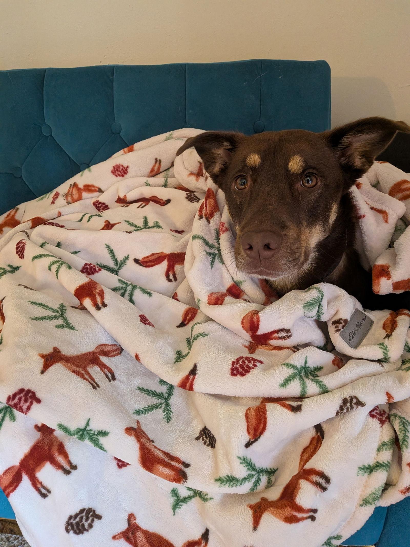 Star Anise, Adoptable, Adult Female Australian Kelpie.