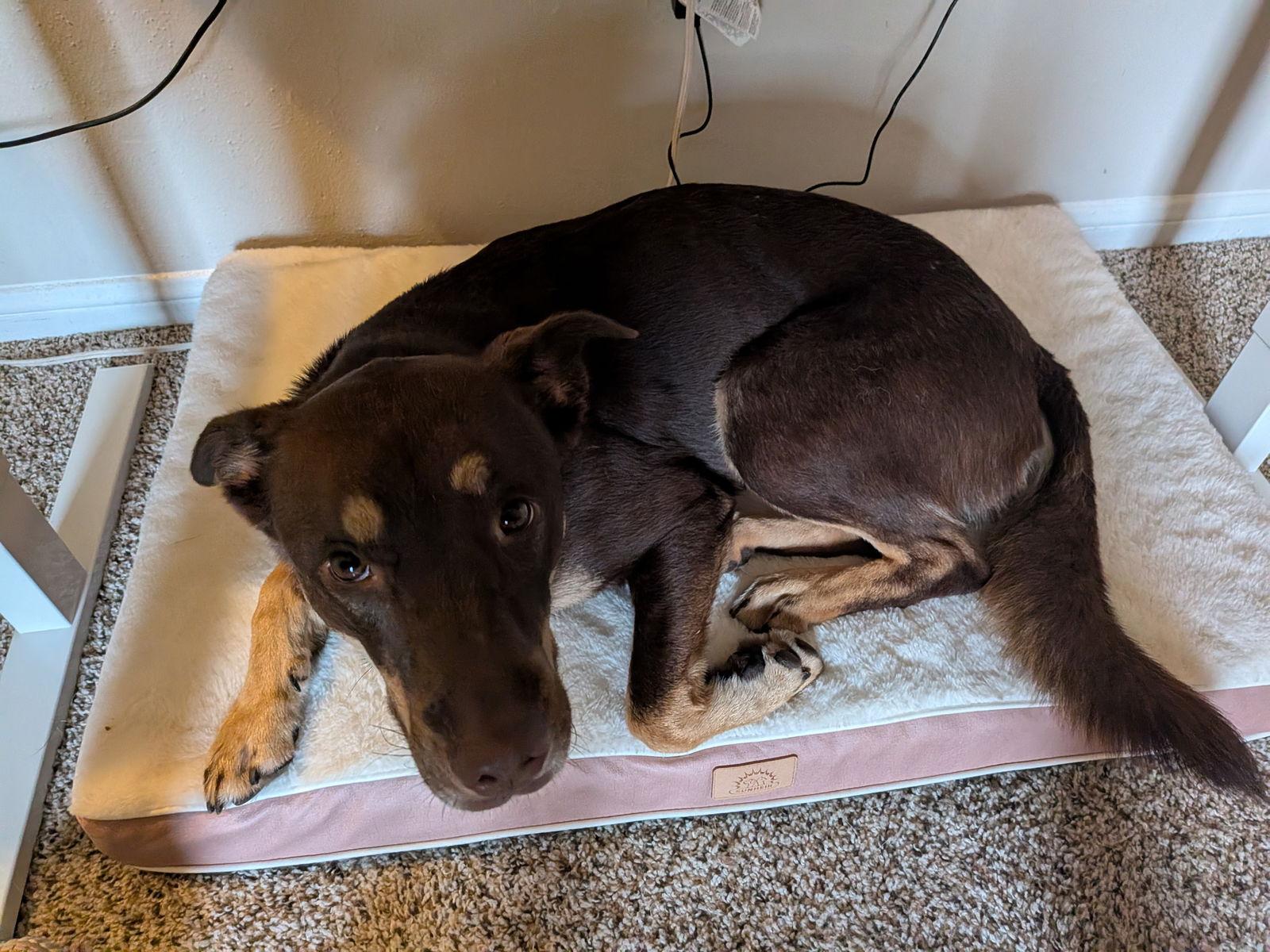Star Anise, a Adoptable Australian Kelpie in The Woodlands, TX image 2/3