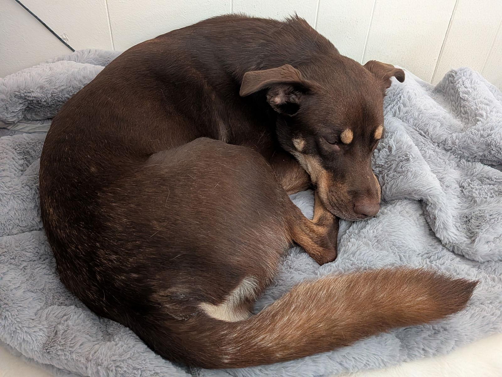 Star Anise, a Adoptable Australian Kelpie in The Woodlands, TX image 3/3