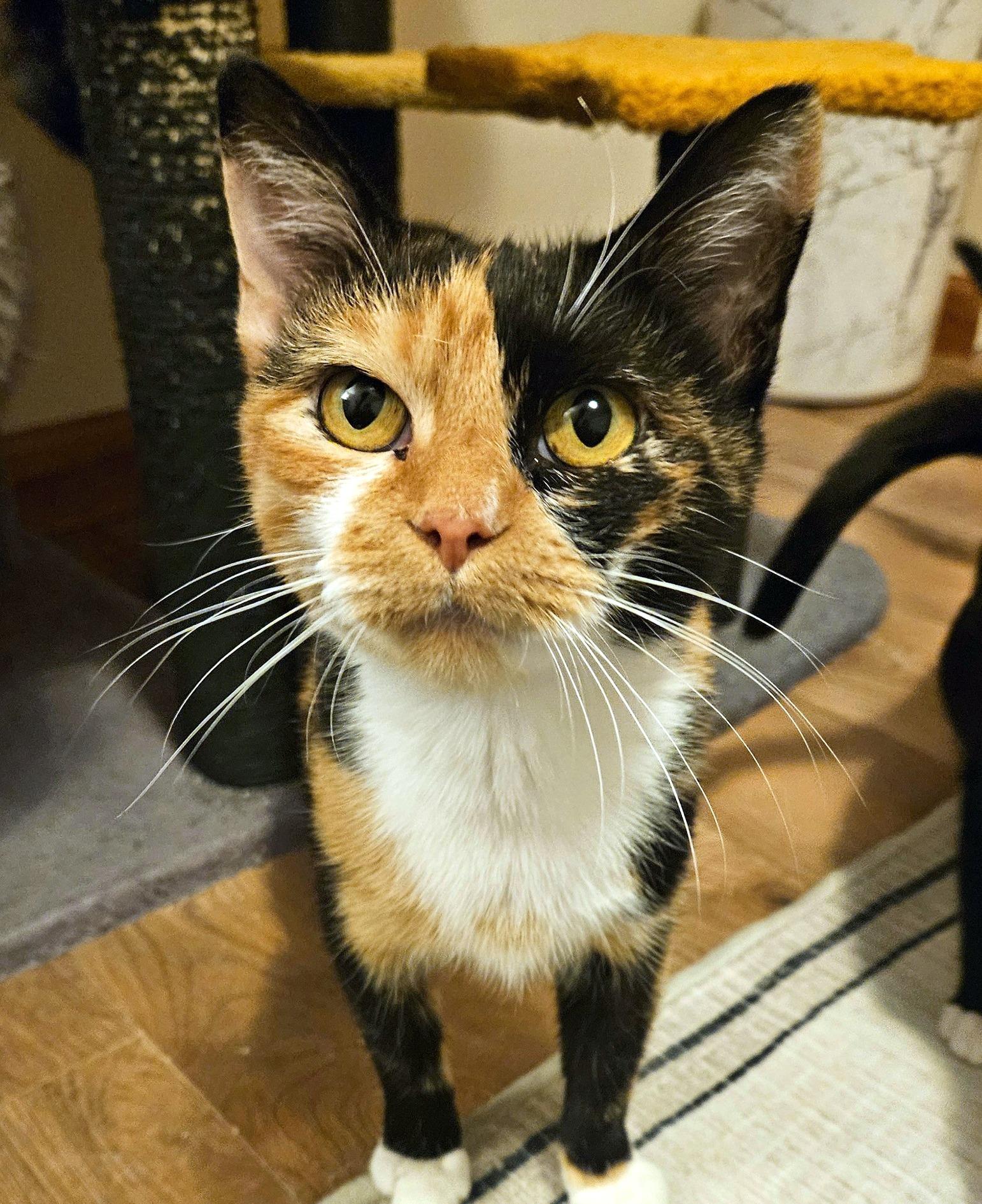 Gypsy, Adoptable, Adult Female Domestic Short Hair.