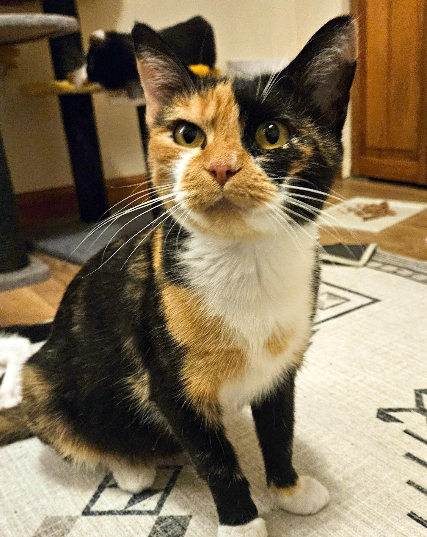 Enlarge Gypsy, a Adoptable Domestic Short Hair in Pittsburgh, PA image 2/3