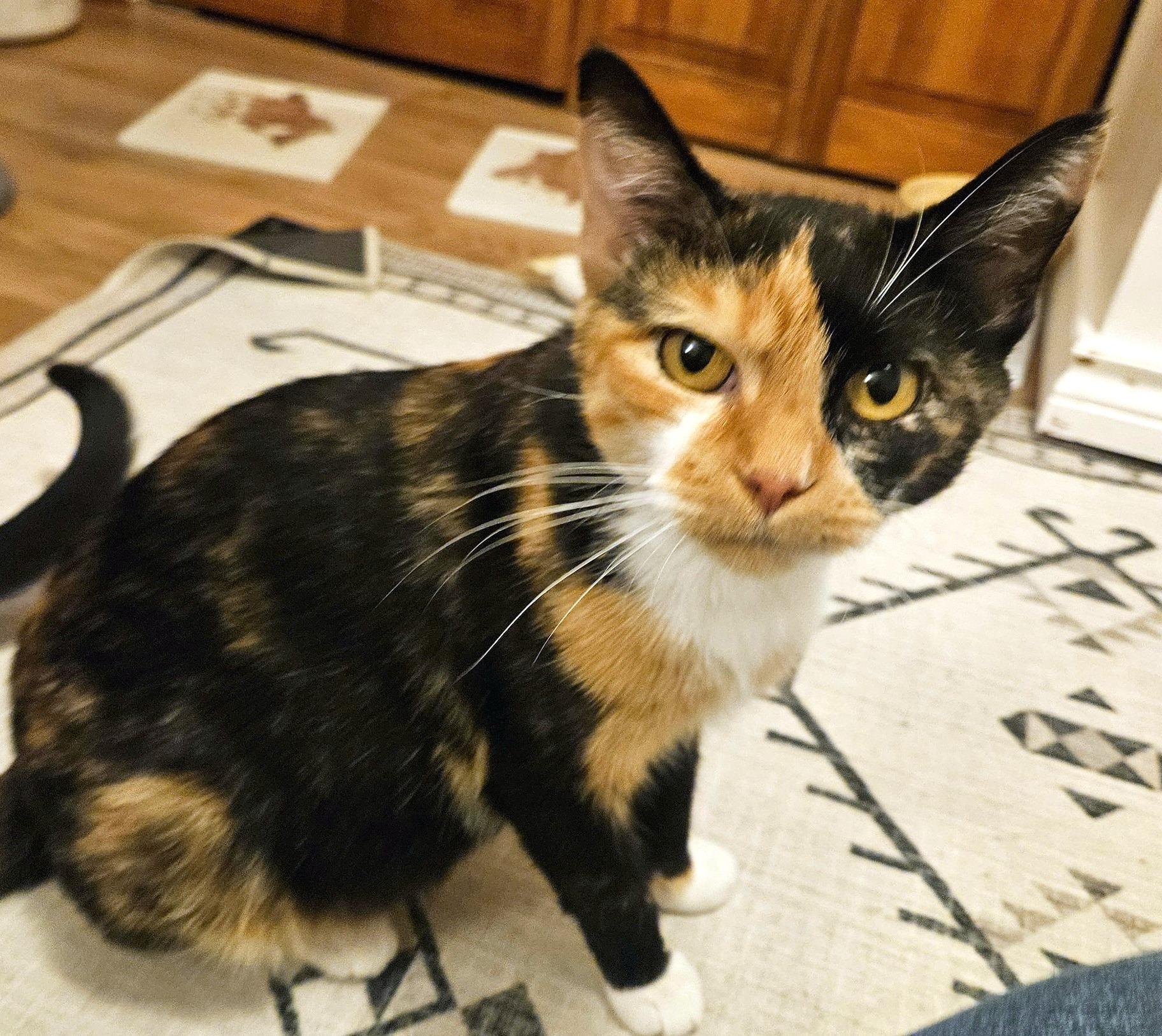 Enlarge Gypsy, a Adoptable Domestic Short Hair in Pittsburgh, PA image 3/3