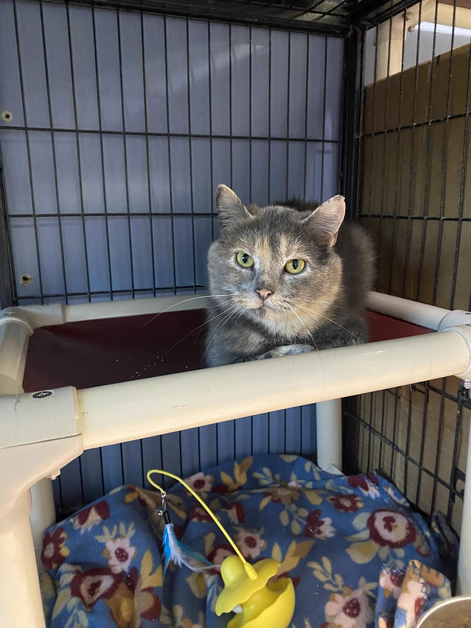 Enlarge Meatball & Missy (both females!), an adopted mixed breed in New Richmond, WI image 2/4