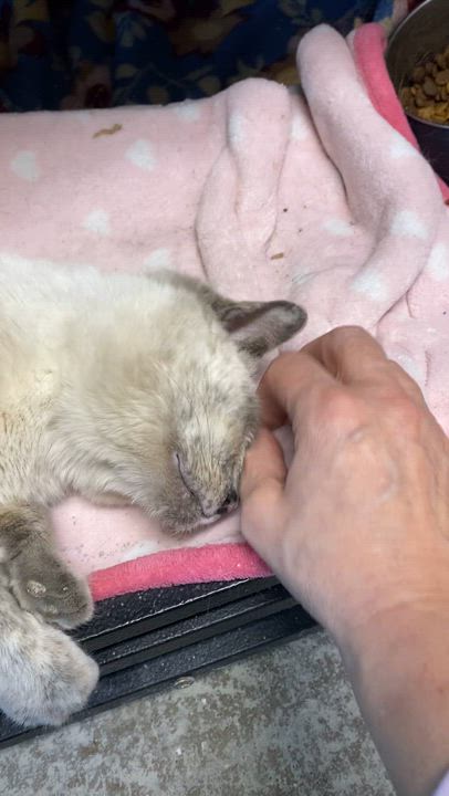 Enlarge Meatball & Missy (both females!), an adopted mixed breed in New Richmond, WI video 3/4