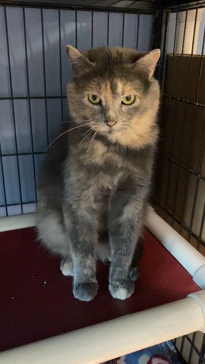 Enlarge Meatball & Missy (both females!), an adopted mixed breed in New Richmond, WI video 4/4