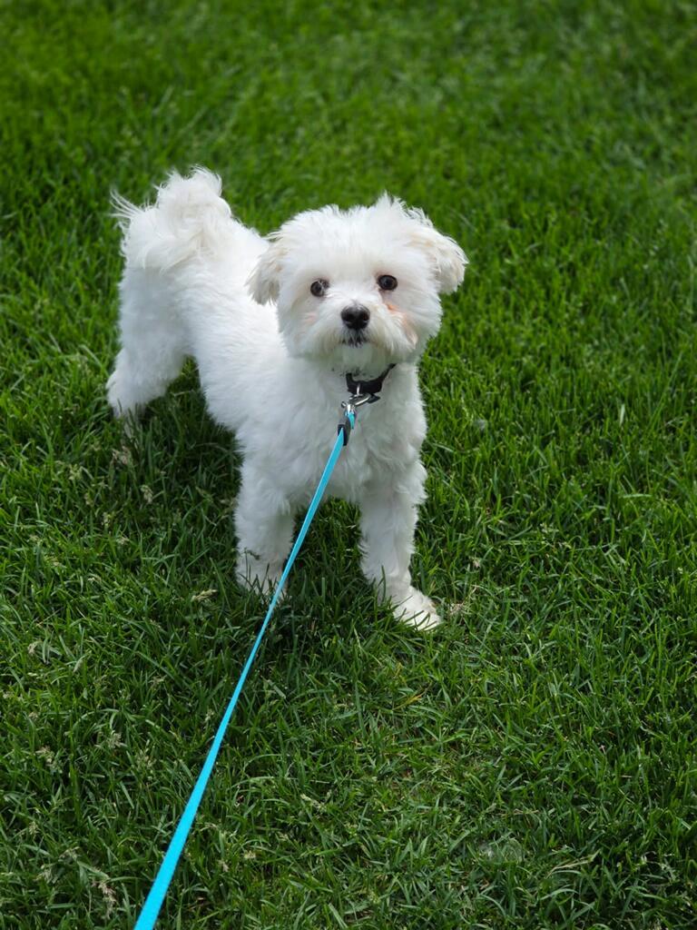 Leo, adopted, Adult Male Maltipoo.