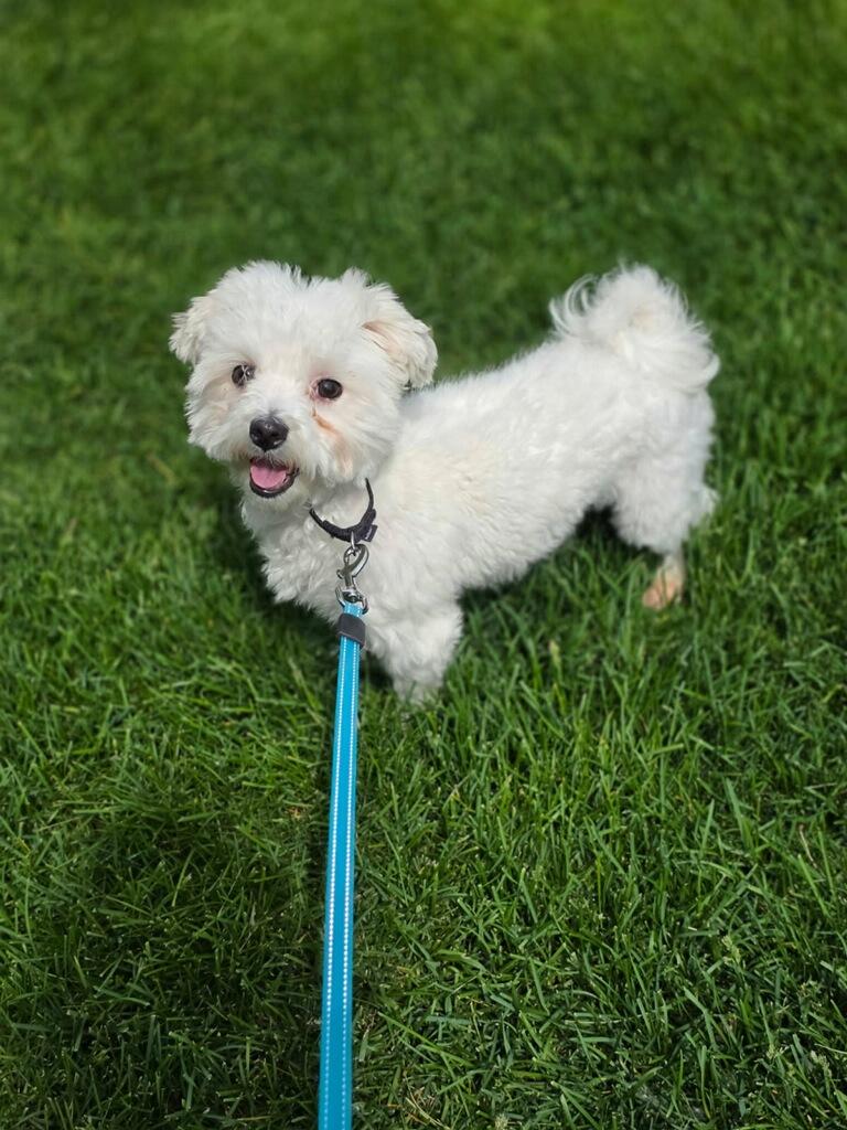Enlarge Leo, an adopted Maltipoo in Orland Park, IL image 3/3