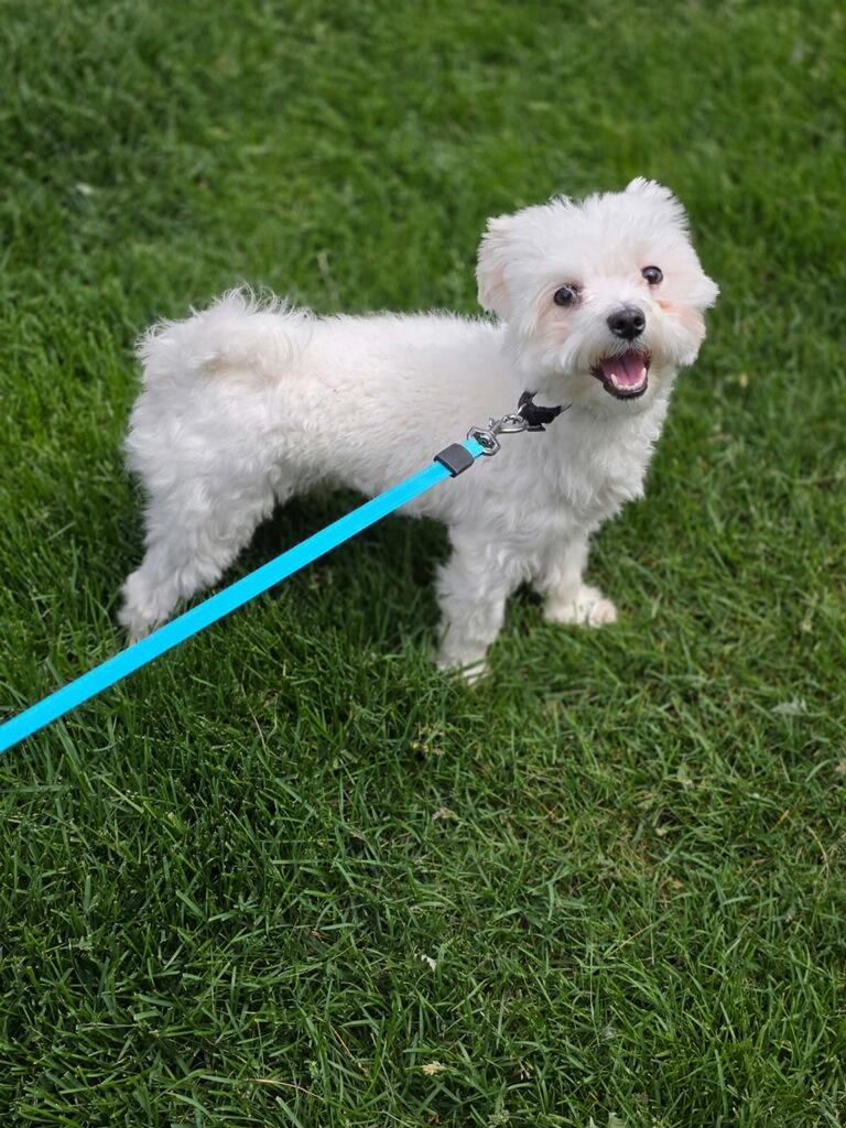 Enlarge Leo, an adopted Maltipoo in Orland Park, IL image 2/3