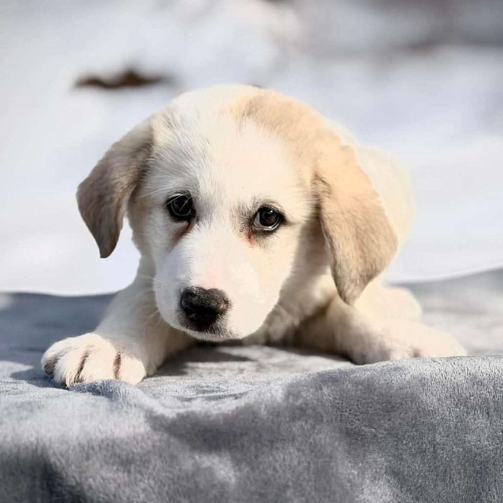 CT Ace avail Feb 28, Adoptable, Puppy Male Great Pyrenees.
