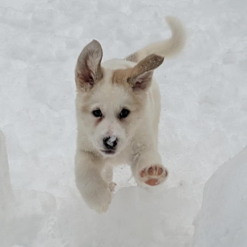 CT Ace avail Feb 28, a Adoptable mixed breed in Stormville, NY image 4/5