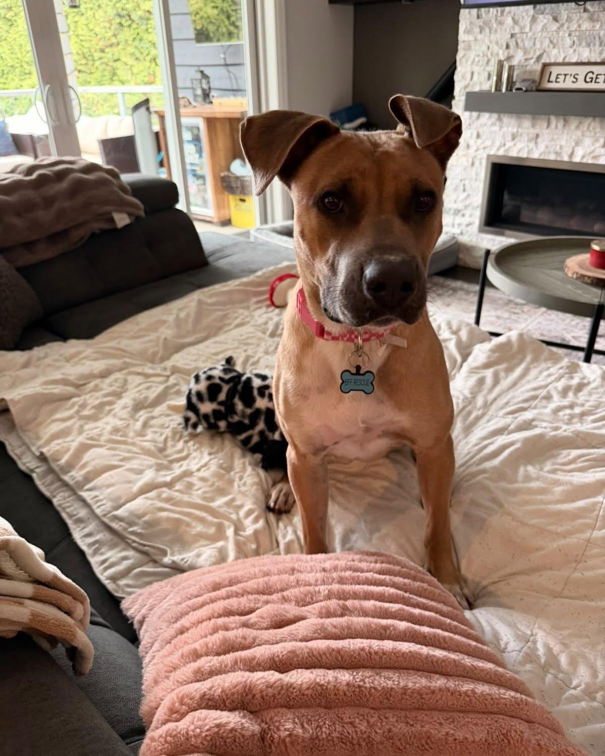 Enlarge TILLY, a Adoptable mixed breed in Coquitlam, BC image 3/6