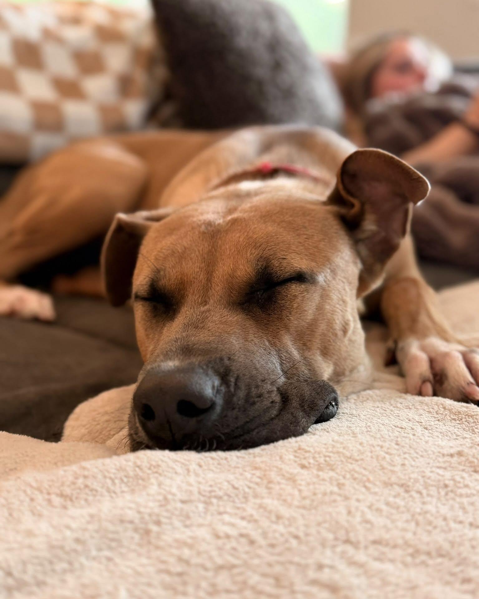 Enlarge TILLY, a Adoptable mixed breed in Coquitlam, BC image 2/6