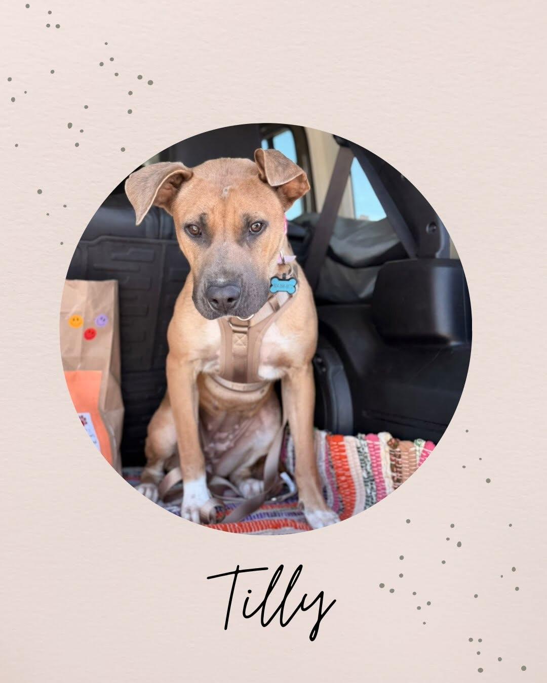 TILLY, Adoptable, Young Female Pit Bull Terrier.