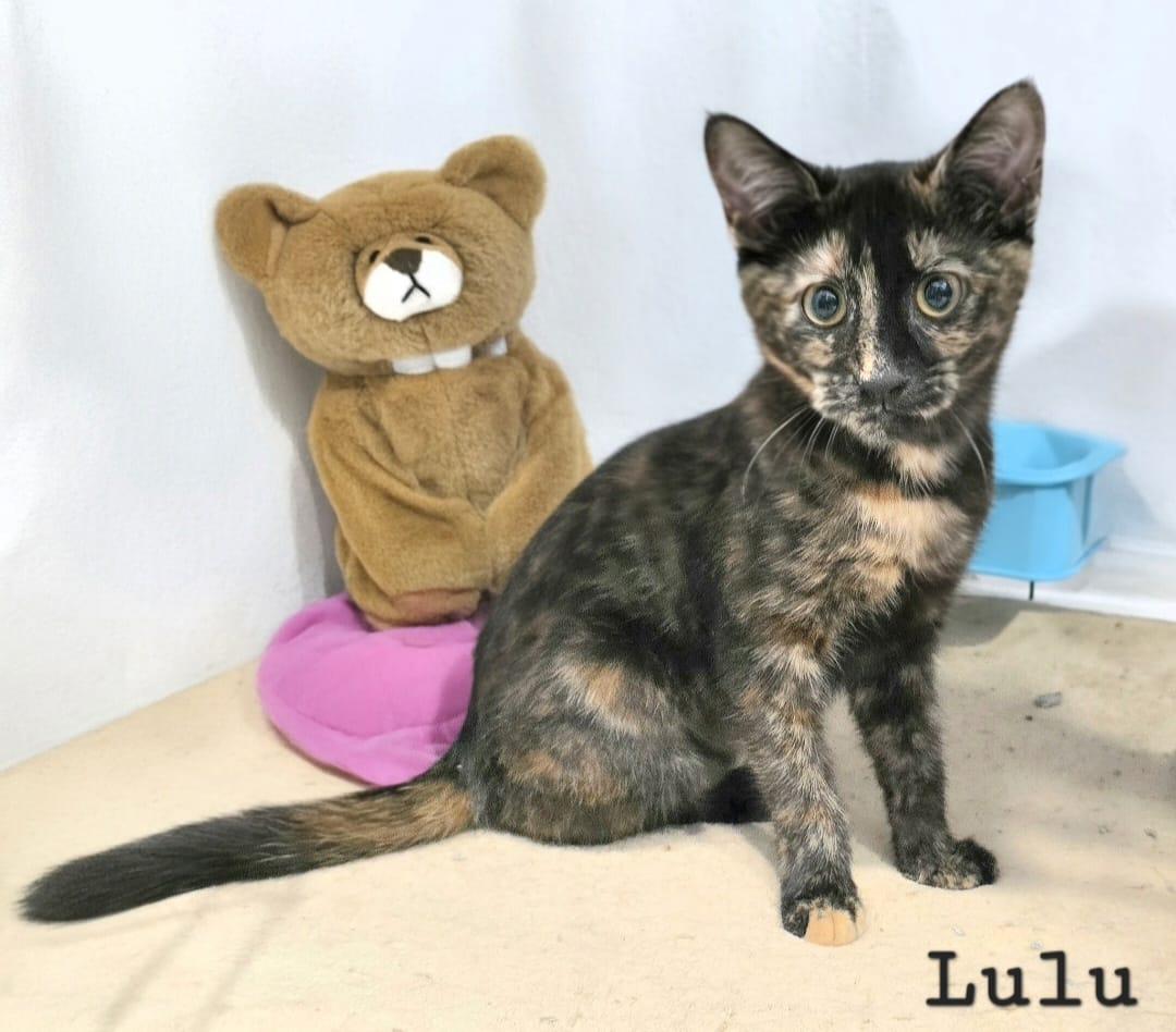 Enlarge Lulu, a Adoptable Tortoiseshell in Salem, NH image 2/3