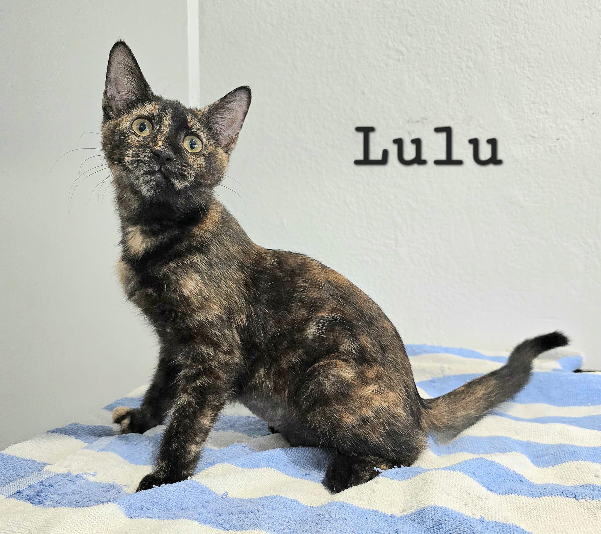 Enlarge Lulu, a Adoptable Tortoiseshell in Salem, NH image 1/3