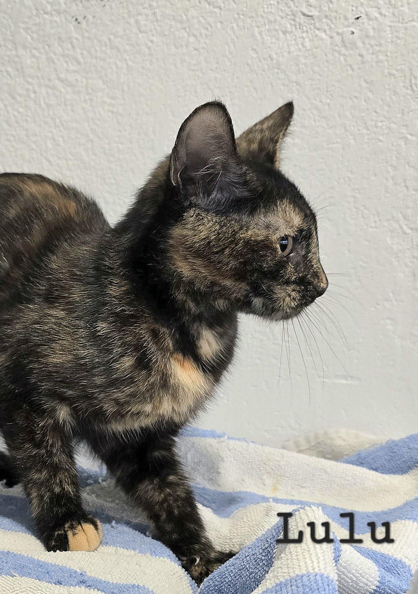 Enlarge Lulu, a Adoptable Tortoiseshell in Salem, NH image 3/3
