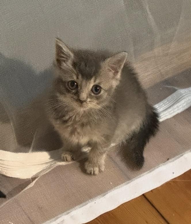 Bitty, Adopted, Young Female Domestic Short Hair.