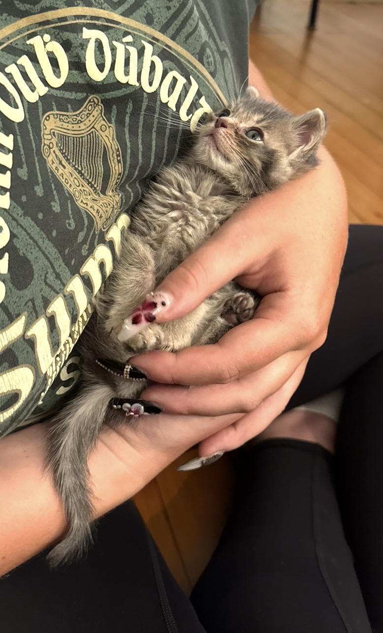 Enlarge Bitty, a Adopted Domestic Short Hair in Troy, MI image 2/6