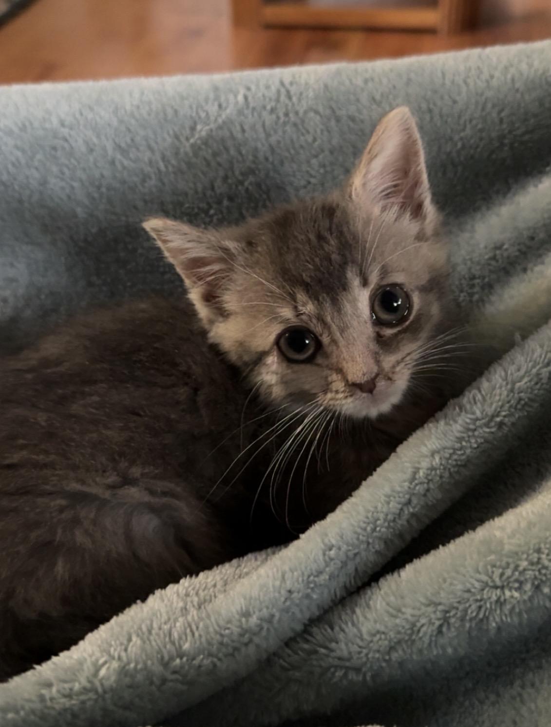 Enlarge Bitty, a Adopted Domestic Short Hair in Troy, MI image 4/6
