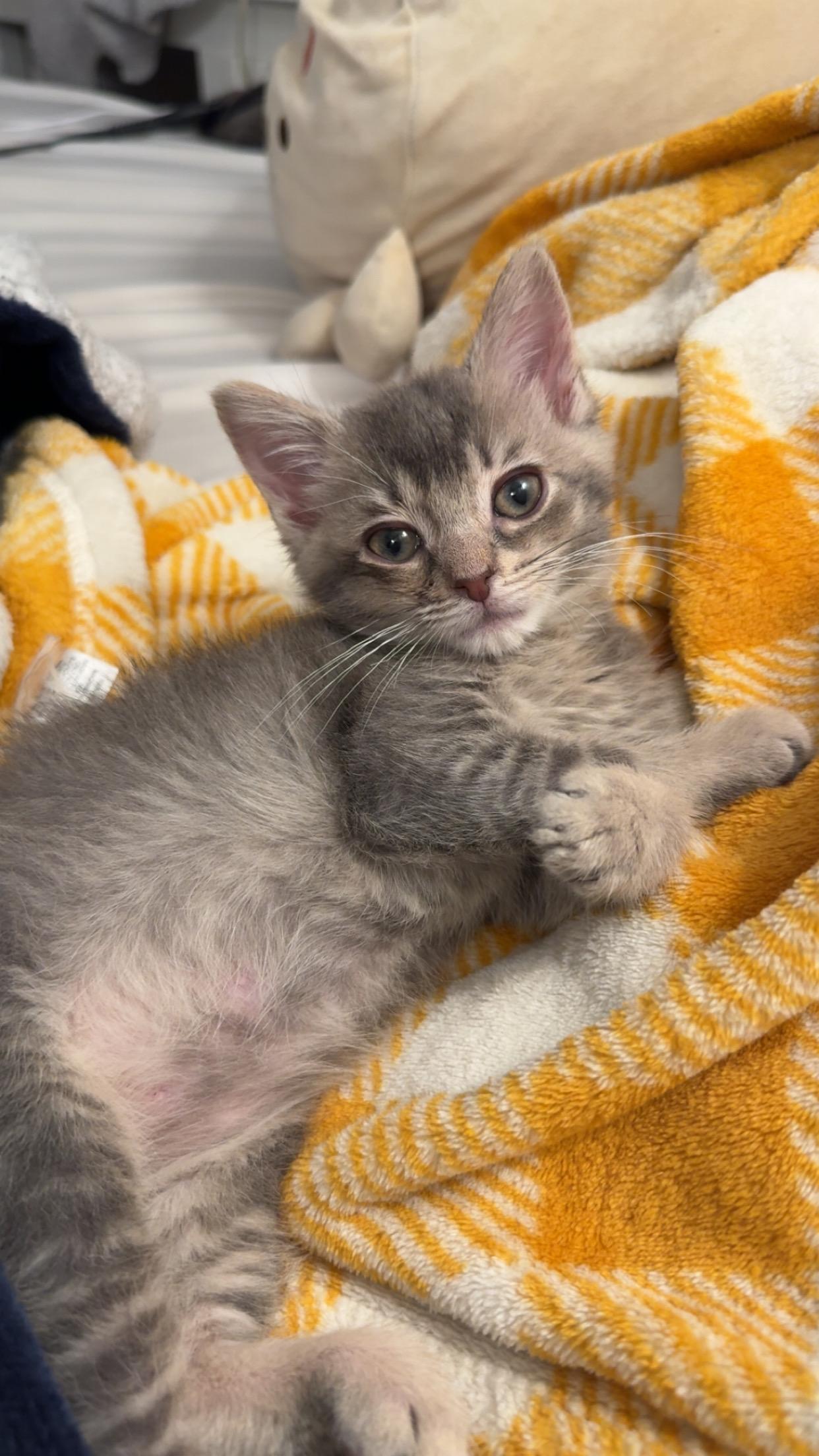 Enlarge Bitty, a Adopted Domestic Short Hair in Troy, MI image 5/6